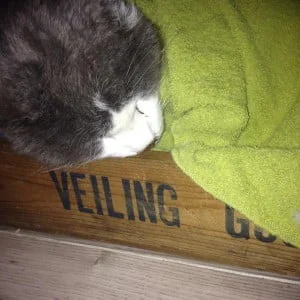 huisdier, overlijden, mamablogger, Marisca, kenter, kinderen