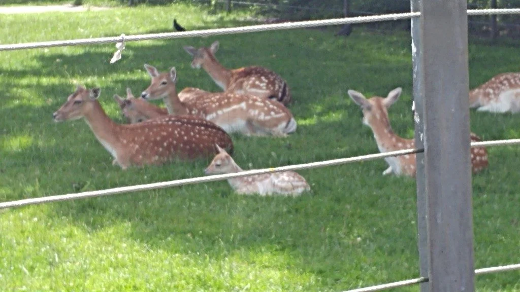 photodiary_zomer_kiekjes_persoonlijk_mamablogger_marisca_