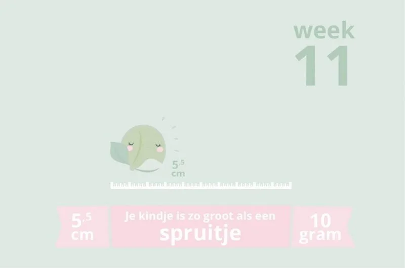 week 11_zwangerschapsupdate_mamablogger_prenatal app_zwanger_baby_