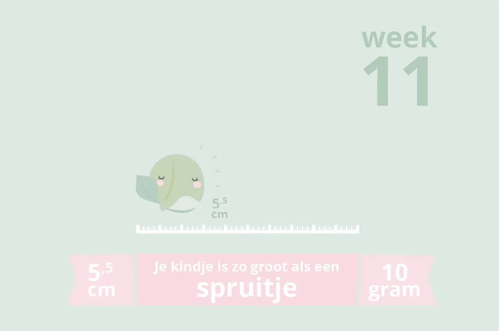 week 11_zwangerschapsupdate_mamablogger_prenatal app_zwanger_baby_