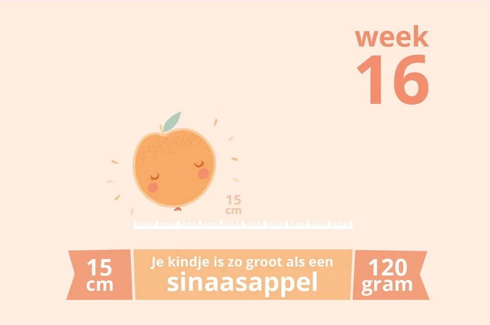 zwangerschapsupdate_echo_geslacht_jongetje_mamablogger_