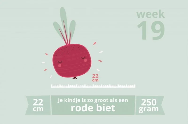 zwangerschapsupdate_mamablogger_week 19_20 weken echo_baby_zwanger_