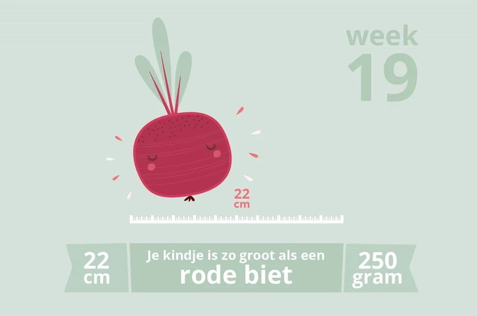 zwangerschapsupdate_mamablogger_week 19_20 weken echo_baby_zwanger_