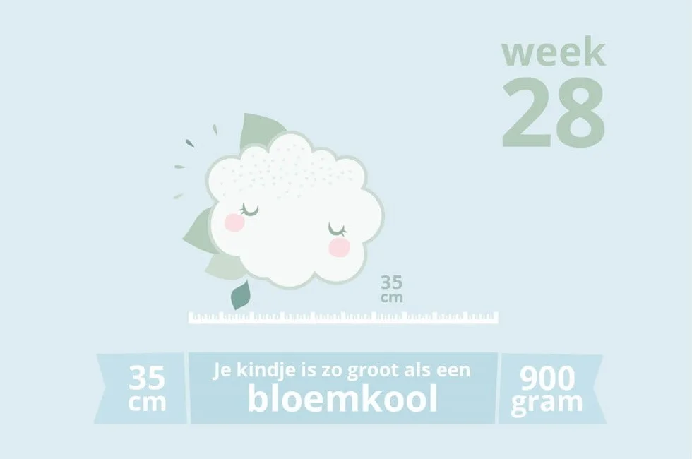 Zwangerschapsupdate #20 | week 28
