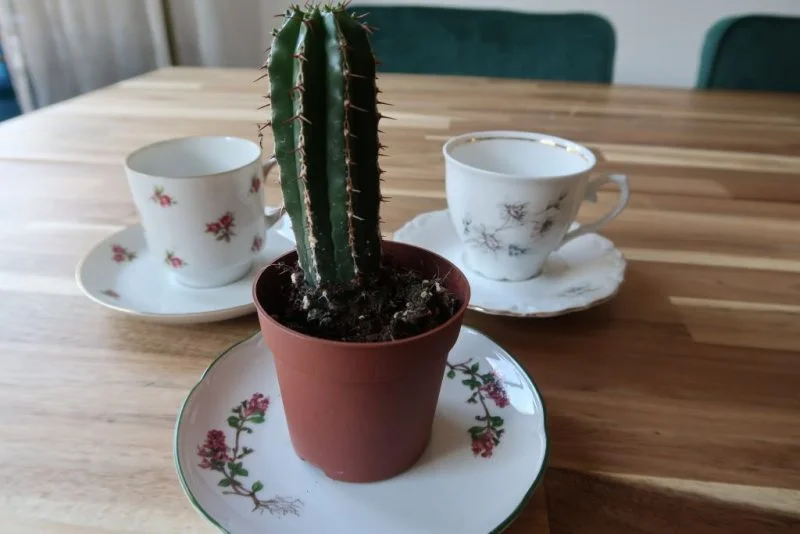 DIY_budget_schoteltjes_cadeaubon_vintage_cactus_beleving_belevenis_Mamablogger_Marisca_