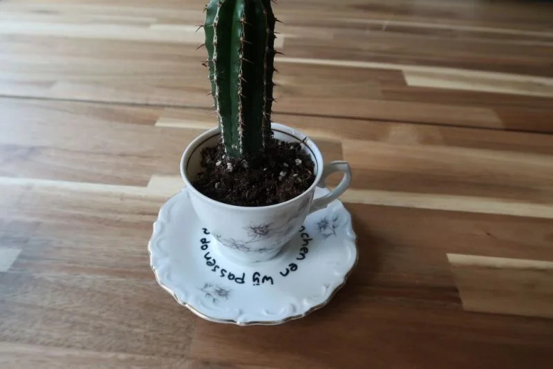 DIY_budget_schoteltjes_cadeaubon_vintage_cactus_beleving_belevenis_Mamablogger_Marisca_