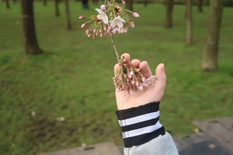 bloesempark_amsterdamse bos_mamablogger_foto's_gezinsfoto's_japanse kersenbloesem_