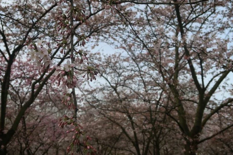 bloesempark_amsterdamse bos_mamablogger_foto's_gezinsfoto's_japanse kersenbloesem_