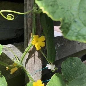 dairy_mamablogger_Marisca_juli_2018_weekoverzicht_weekly_