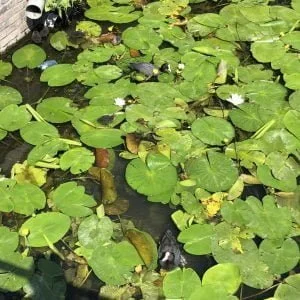 diary_mamablogger_schouwburg_barbecue_persoonlijk_dagboek_plog_