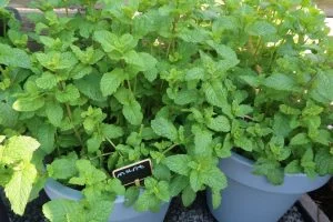 Milans Moestuin_Mamablogger_Marisca_update_Albert Heijn_Intratuin_tuin_kinder moestuin_