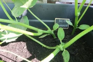 Milans Moestuin_Mamablogger_Marisca_update_Albert Heijn_Intratuin_tuin_kinder moestuin_