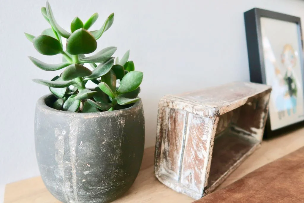 geldboompje_geluksboom_jade_plant_interieur_mamablogger_cadeautip_