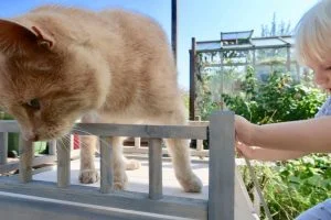 Action_houten_huisje_mamablogger_budget_kinderkamer_dieren_huisdieren_