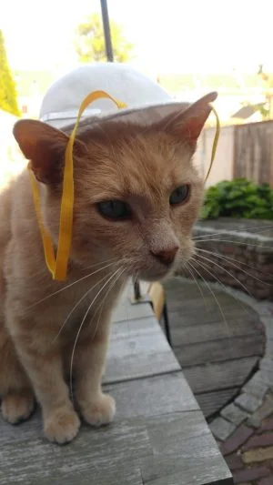 huisdieren_katten_mamablogger_gezin_kat_