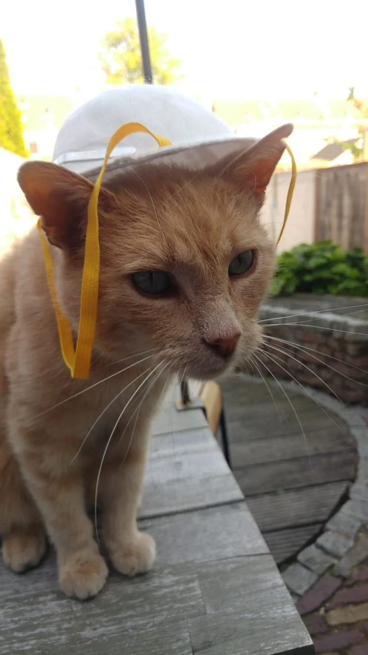 huisdieren_katten_mamablogger_gezin_kat_