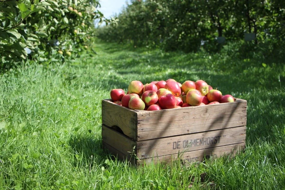 landgoed_olmenhorst_plukseizoen_moestuin_appelboom_adoptieboom_mamablogger_