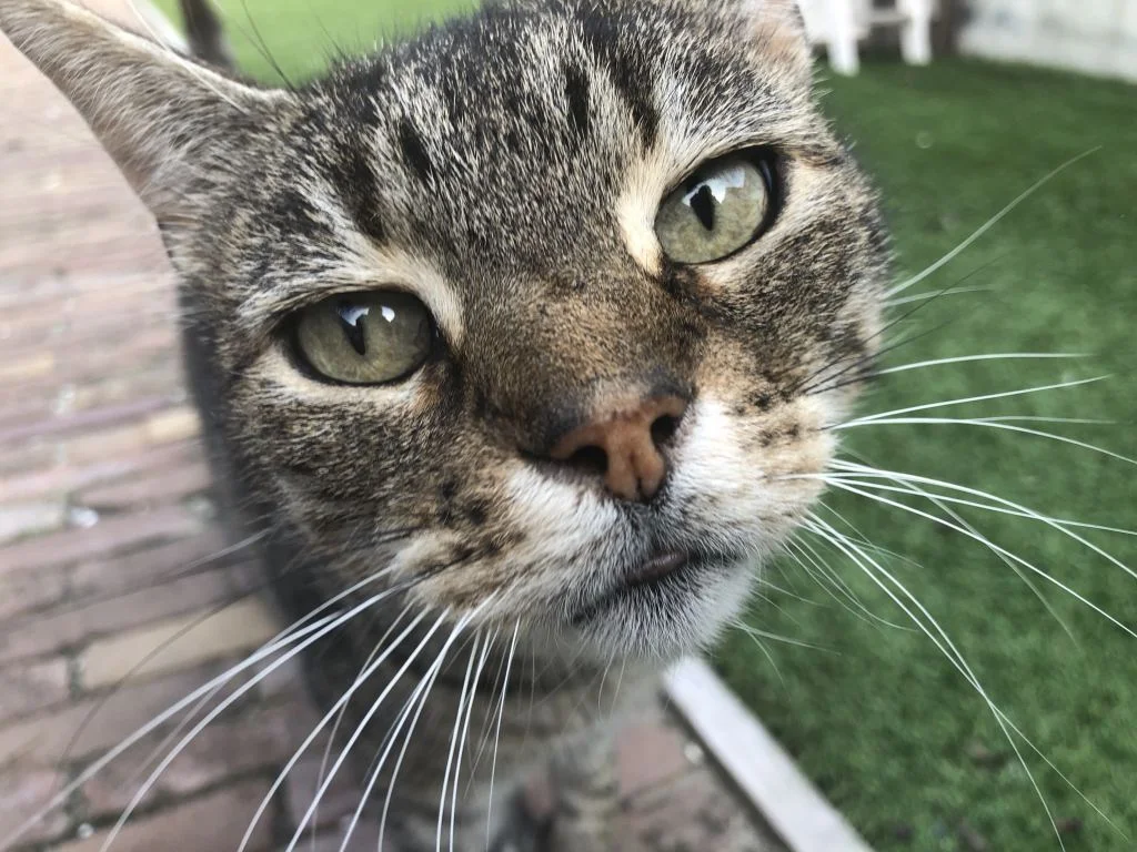 huisdieren_katten_mamablogger_gezin_kat_