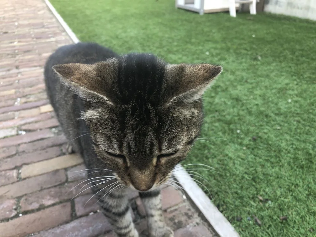huisdieren_katten_mamablogger_gezin_kat_