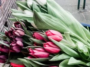 plog_thuiswerken_tulpen uitdelen_huiswerk_werkstuk_mamablogger_persoonlijk_