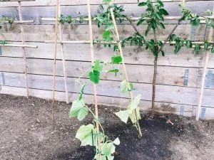 Moestuin_tuin_speelhuisje_update_mamablogger_