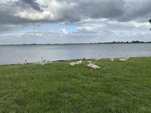 diary_mamablogger_persoonlijk_GGD_feestje_wandelen_