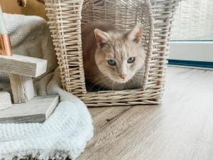eerste kerstdag_mamablogger_plog_