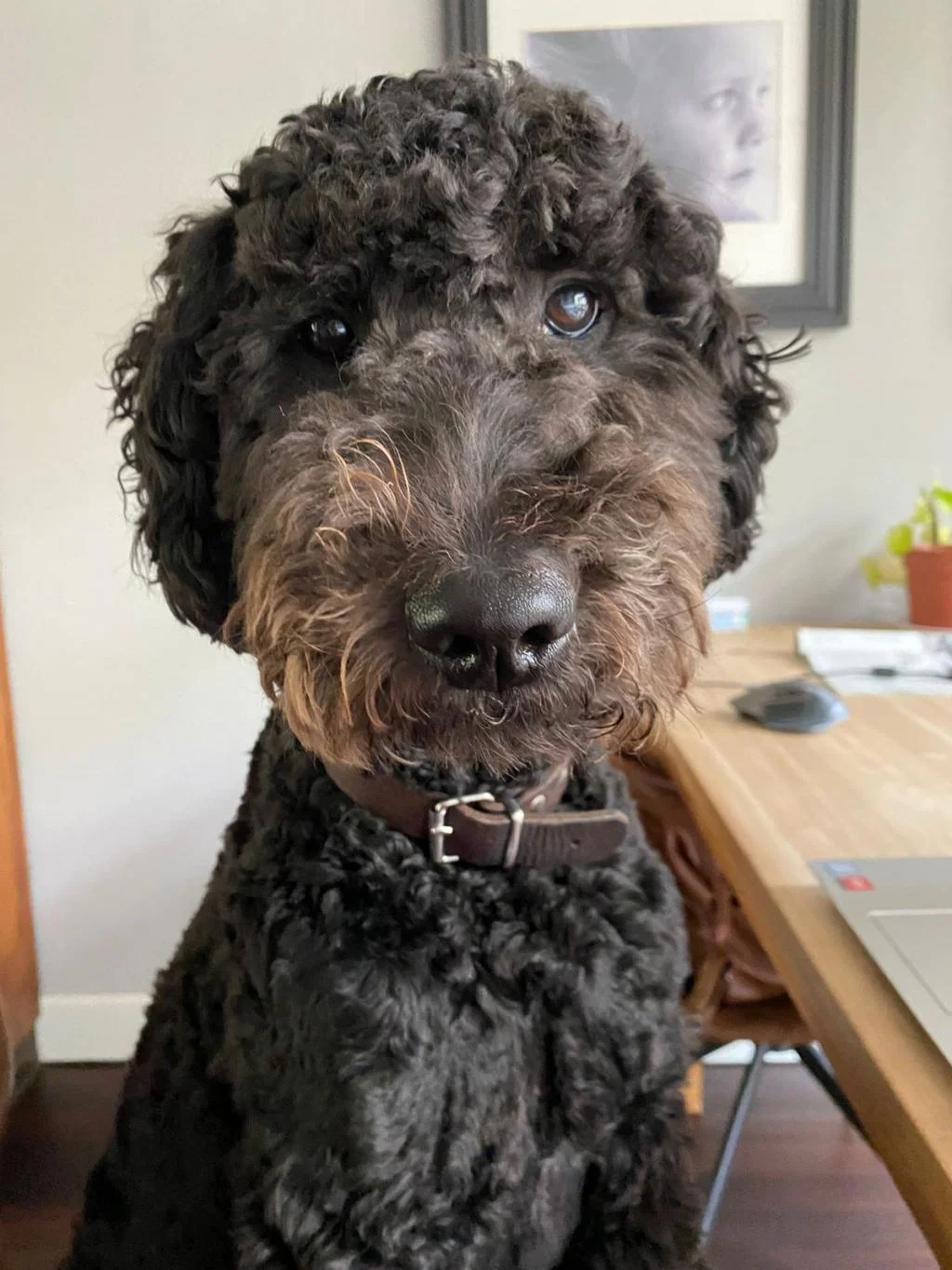 hond_gezinshonden_mamablogger_huisdier_