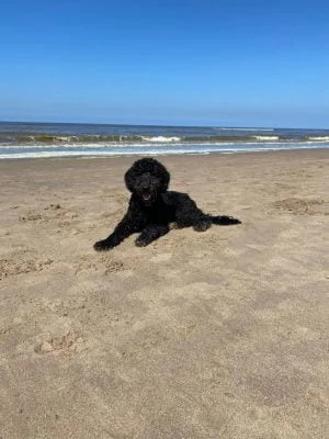 hond_gezinshonden_mamablogger_huisdier_