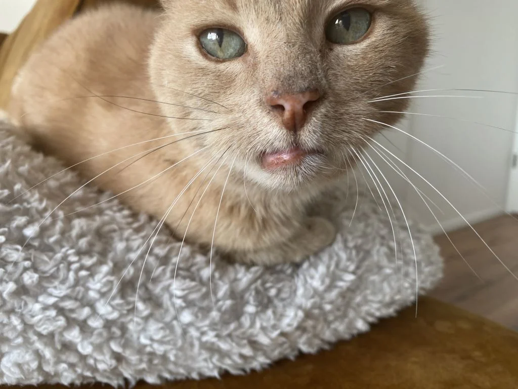 diary_dierenarts_Bobby_persoonlijk_dagboek_