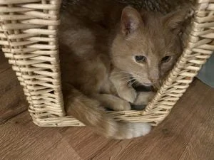 diary_dierenarts_Bobby_persoonlijk_dagboek_