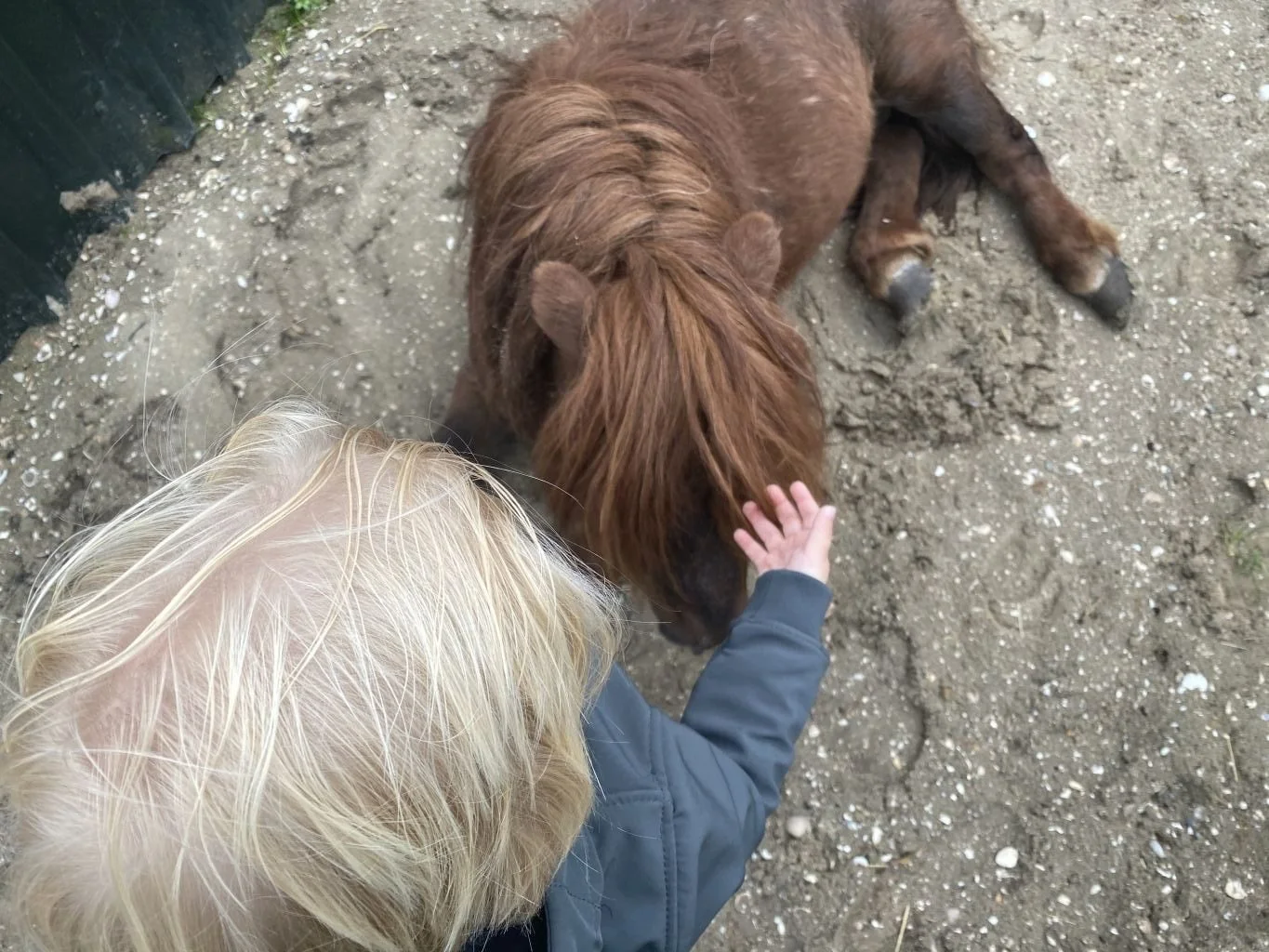 diary_mamablogger_persoonlijk_korte week_kabouterbos_auto ophalen_