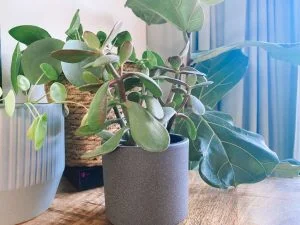 plantenmoeder_planten_kamerplanten_mamablogger_