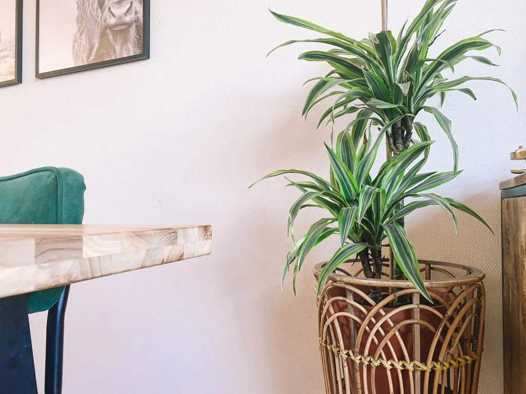 plantenmoeder_planten_kamerplanten_mamablogger_
