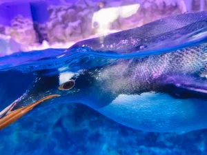 Legoland_Billund_Denemarken_vakantie_kinderen_mamablogger_