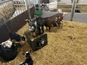 diary_nieuwe auto_online congres_kinderboerderij_persoonlijk_mamablogger_