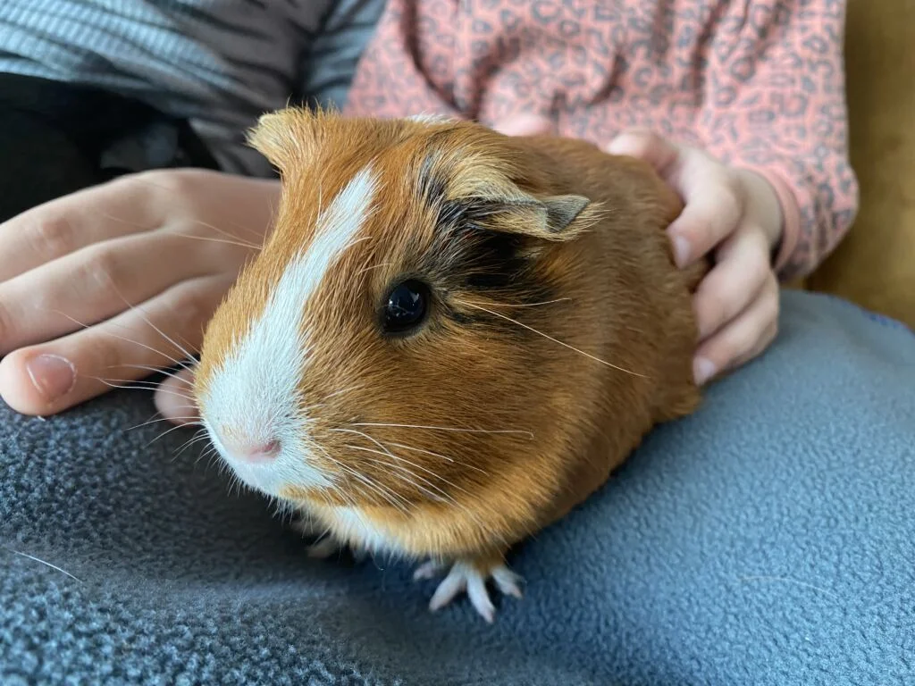 diary_cavia's_koningsspelen_Pasen_Julianatoren_mamablogger_persoonlijk_