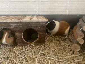 Koningsdag_koningsnacht_beekse bergen_pannenkoeken_diary_persoonlijk_