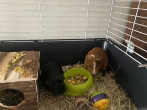 diary_cavia's_koningsspelen_Pasen_Julianatoren_mamablogger_persoonlijk_
