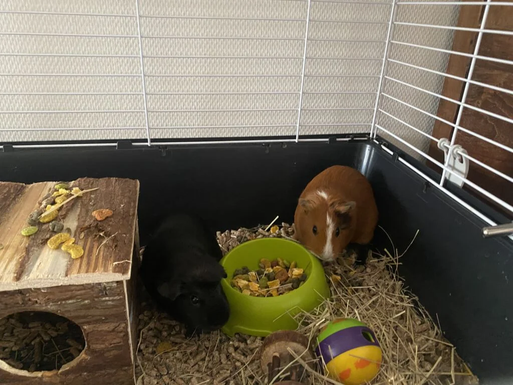 diary_cavia's_koningsspelen_Pasen_Julianatoren_mamablogger_persoonlijk_