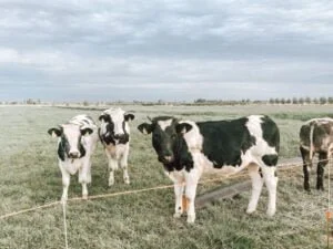 diary_persoonlijk_garage_weekend_mamablogger_wandelen_