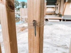 vakantiepark_Sallandshoeve_safaritent_mamablogger_review_blog_glamping_