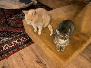 diary_persoonlijk_twee verjaardagen_tweede hypnose sessie_