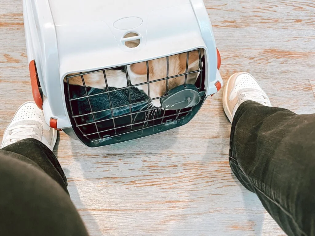 diary_persoonlijk_mamablogger_dierenarts_Bobby_zon_