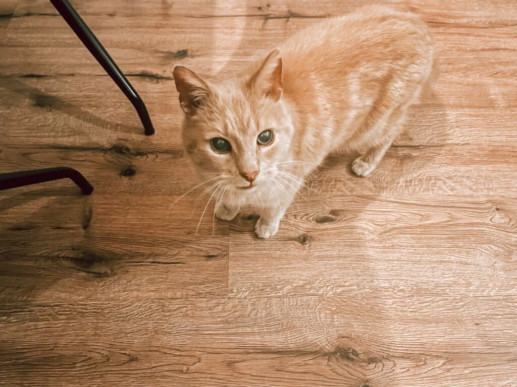 diary_persoonlijk_mamablogger_dierenarts_Bobby_zon_