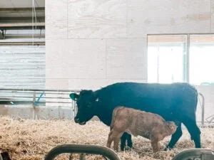 De Koeienstal_Zevenhuizen_budget uitje_mamablogger_tip_boerderij_