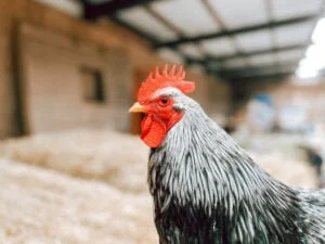 De Koeienstal_Zevenhuizen_budget uitje_mamablogger_tip_boerderij_