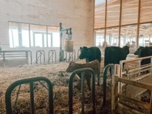 De Koeienstal_Zevenhuizen_budget uitje_mamablogger_tip_boerderij_