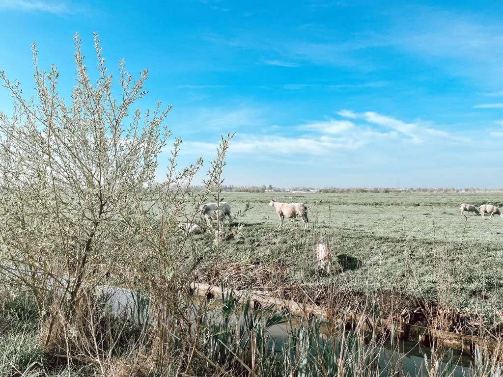 diary_persoonlijk_meivakantie_koningsspelen_zon_mamablogger_