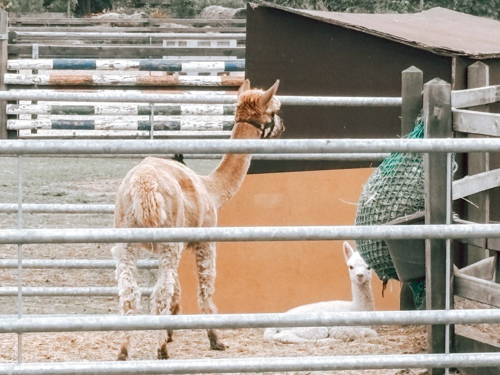 mijn week_persoonlijk_favorieten_Mamablogger_